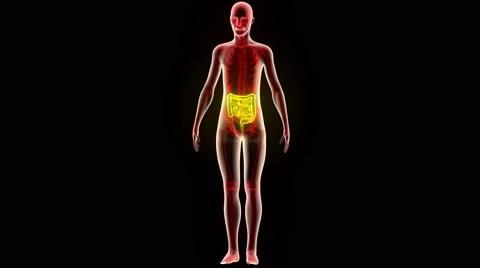 Human Body Organs (Large and Small Intestine) Anatomy Video stock 65783296