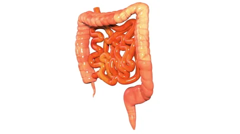 Human Body Organs (Large and Small Intestine) Anatomy Stock Footage 65783326