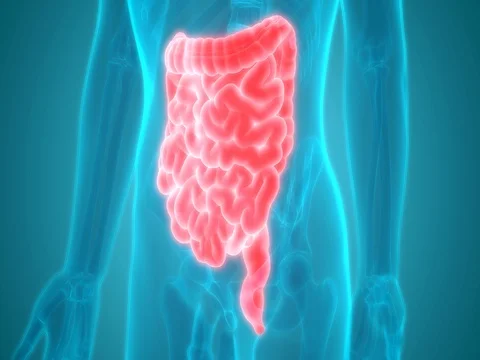 Human Body Organs (Large and Small Intestine) Anatomy 스톡 동영상 71942715