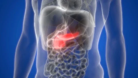Human Body Organs Pancreas Anatomy Stock Footage