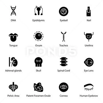 Human Body Organs Solid Icons Stock Illustration