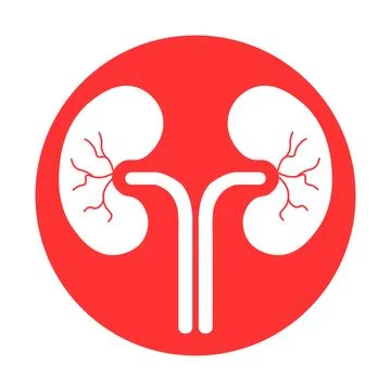 Human Body Organs Urinary System Kidneys Anatomy Illustrazione stock