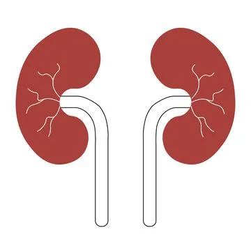 Human Body Organs Urinary System Kidneys Anatomy Stock Illustration