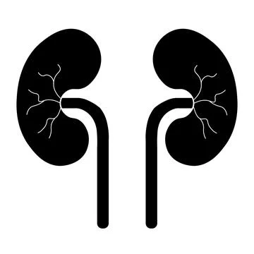 Human Body Organs Urinary System Kidneys Anatomy Stock Illustration