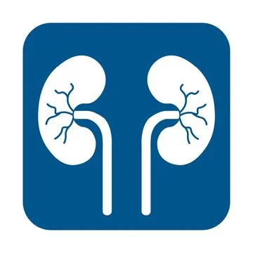 Human Body Organs Urinary System Kidneys Anatomy Stock Illustration