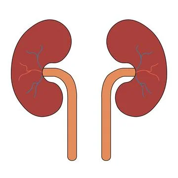 Human Body Organs Urinary System Kidneys Anatomy Illustrazione stock