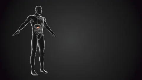 Human body with pancreas loopable Stock Footage 171760948