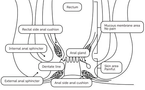 Human body rectum and anus area Illustrations, cross sectional view Illustrazione stock