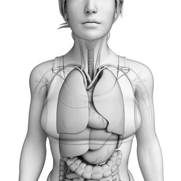 Human body respiratory system Stock Illustration