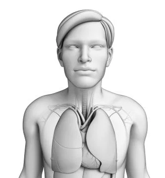 Human body respiratory system Stock Illustration