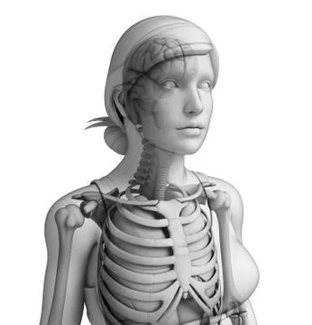 Human body respiratory system Stock Illustration
