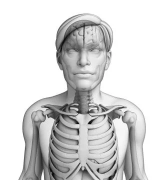 Human body respiratory system Stock Illustration