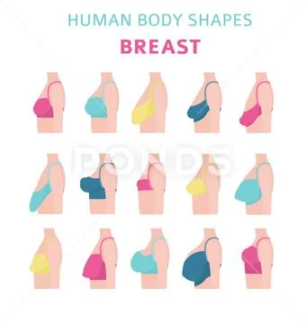 Human body shapes. Woman breast form set. Bra types: Royalty Free #95067326