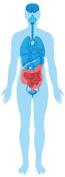 Human Body Silhouette with Highlighted Internal Organs Diagram Stock Illustration