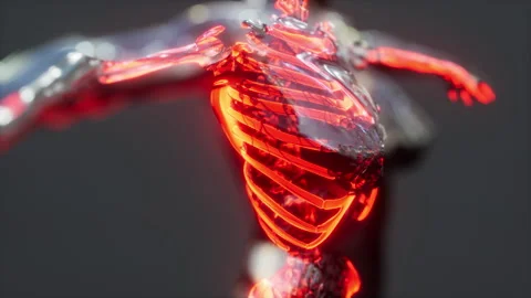 Human body skeleton anatomy scan Stock Footage 185565717