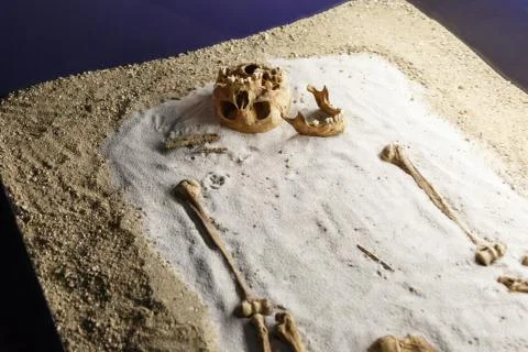 Human Body Skeleton Stock Photos