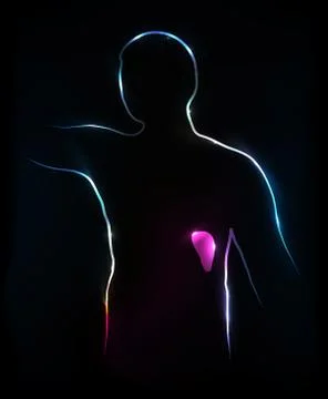 Human body- spleen Illustrazione stock