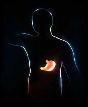 Human body- stomach Stock Illustration