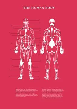 Human body structure over white background Ilustração Stock