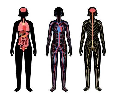 Human body systems Stock Illustration