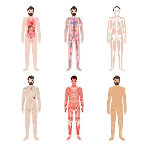 Human body systems Illustrazione stock
