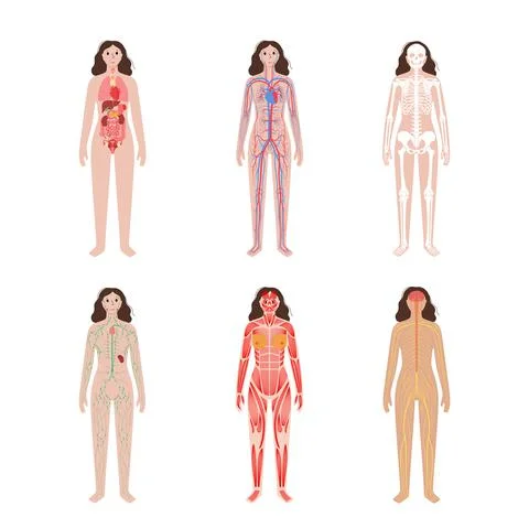 Human body systems Stock Illustration
