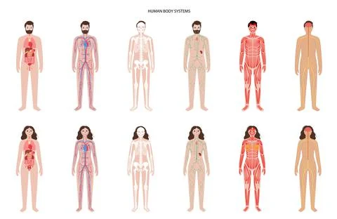 Human body systems Stock Illustration