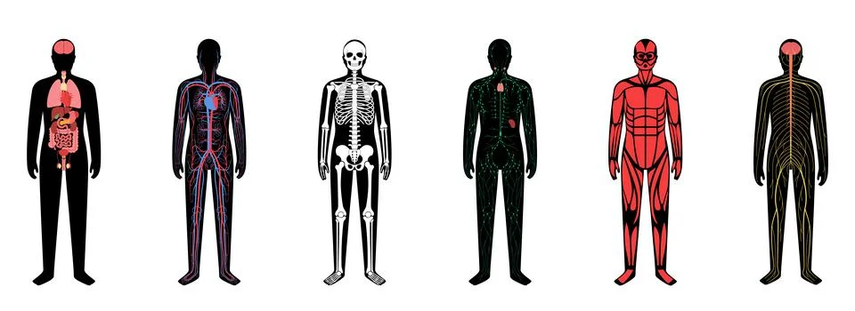 Human body systems Stock Illustration