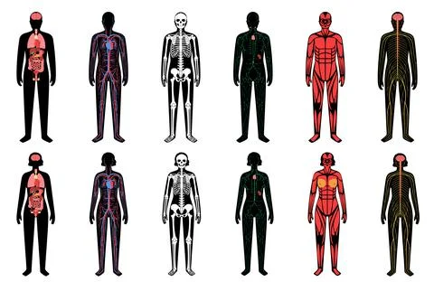 Human body systems Stock Illustration