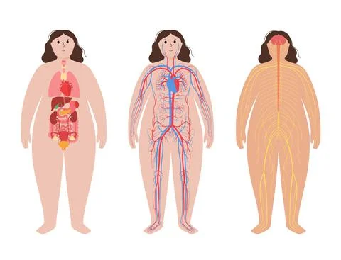 Human body systems Stock Illustration