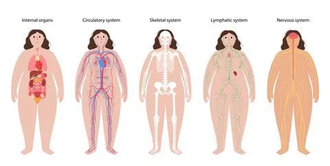 Human body systems Stock Illustration