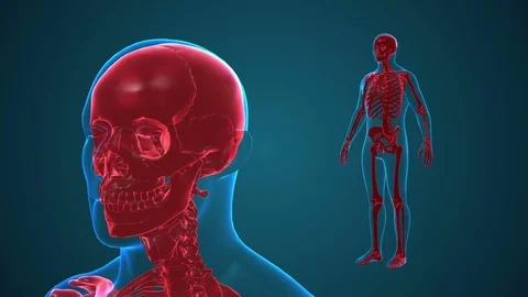Human Body Transparent with Skeleton. X-ray 3D render Loop Rotation. Full HD Stock Footage 69809220