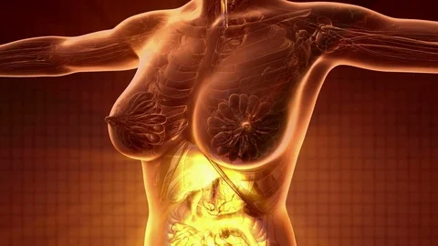 Human Body with Visible Digestive System Stock Footage 81651131