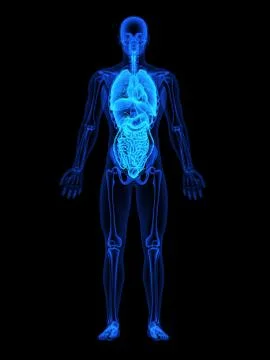 Human Body X-ray Stock Illustration