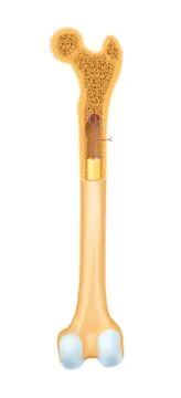 Human bone anatomy Stock Illustration