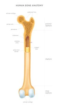 Human bone anatomy Stock Illustration