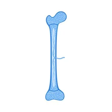 Human bone anatomy Stock Illustration