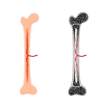 Human bone anatomy Stock Illustration