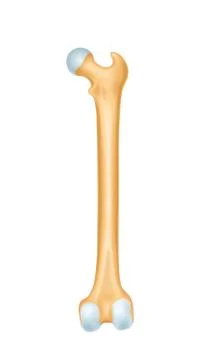Human bone anatomy Stock Illustration