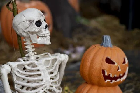 Human Bone Idea with Halloween Pumpkin Stock Photos