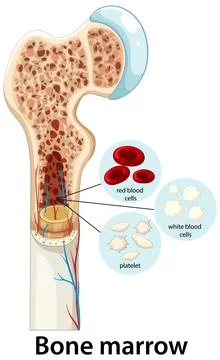 Human Bone Marrow Structure and Blood Cell Formation Illustration Illustrazione stock