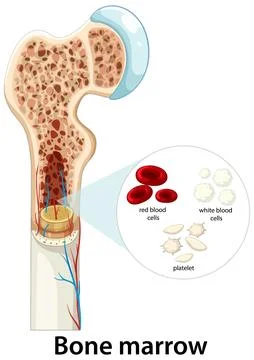 Human Bone Marrow Structure and Blood Cell Formation Diagram Stock Illustration