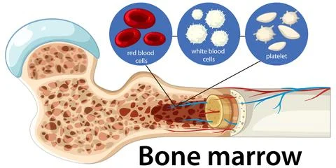 Human Bone Marrow Structure and Blood Cell Production Diagram Stock Illustration