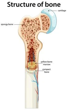 Human Bone Structure Cross Section with Marrow and Cartilage Stock Illustration