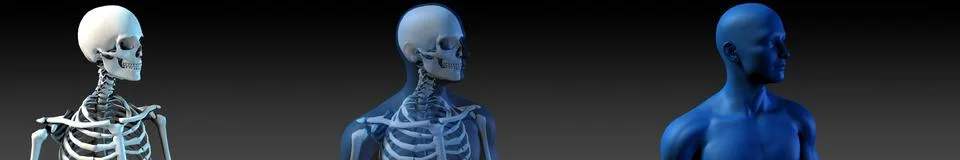 Human Bone Structure Diagram Illustrazione stock