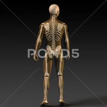 Human Bone Structure Diagram: Graphic #64333517 Biology Diagrams