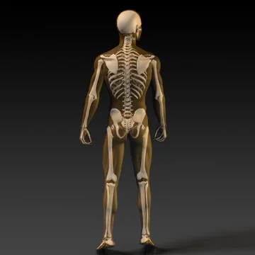 Human Bone Structure Diagram Stock Illustration