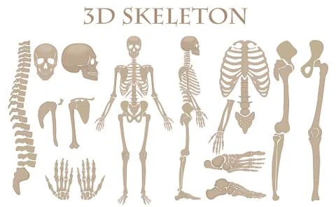 Human bones 3d realistic vector skeleton silhouette collection set. High Stock Illustration