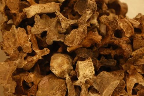 Human Bones anatomy lab Stock Photos