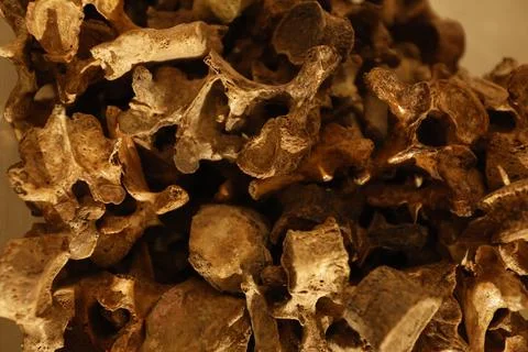 Human Bones anatomy lab Stock Photos